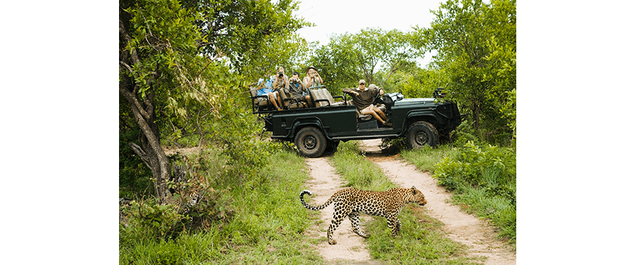 Africa - Tourists watching a leopard cross the road