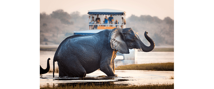 Africa - Tourists watching elephants cross river